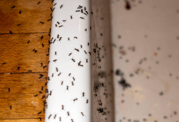 Best Pest Control for Restaurants  in Mineral Springs, NC